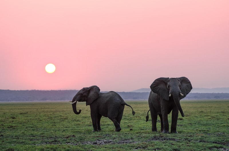 Wilderness Safari